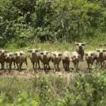 Herd of Karabaos