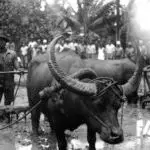 Karabao, Workers and Rice Paddy, 1935
