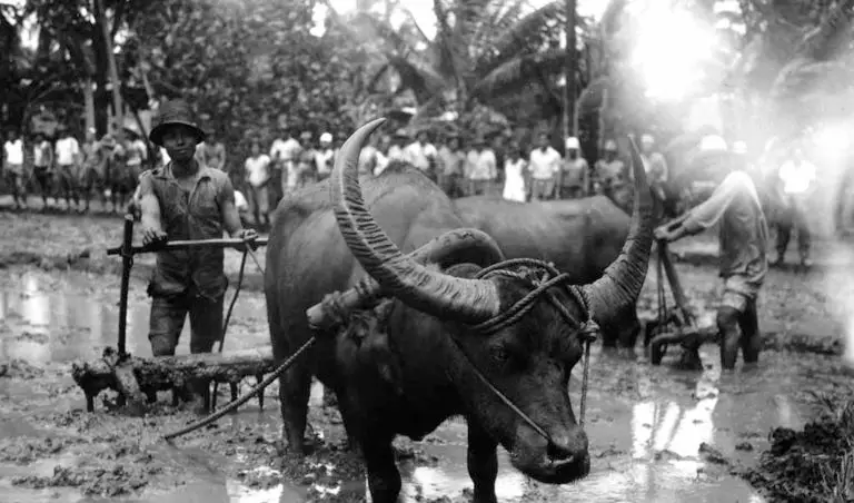 Karabao, Workers and Rice Paddy, 1935