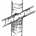 Pole and Thatch Illustration, Joint 1