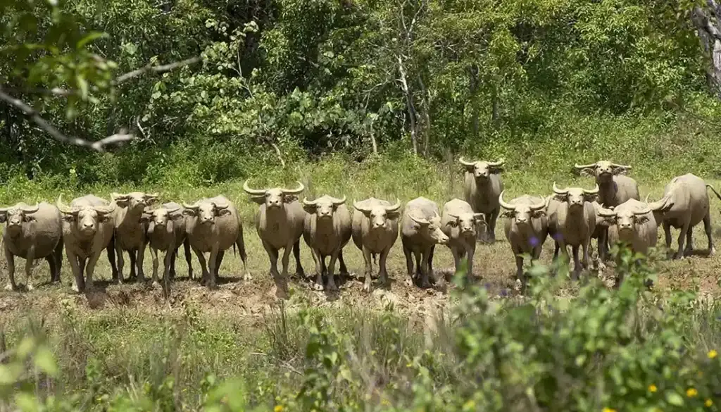 The Karabaos caked in mud. US Navy Guam.
