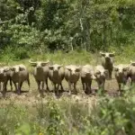 Karabao