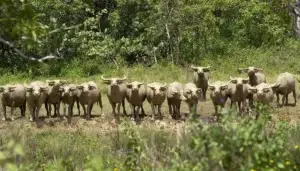 The Karabaos caked in mud. US Navy Guam.