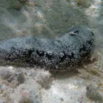 Balate' (Sea Cucumber)