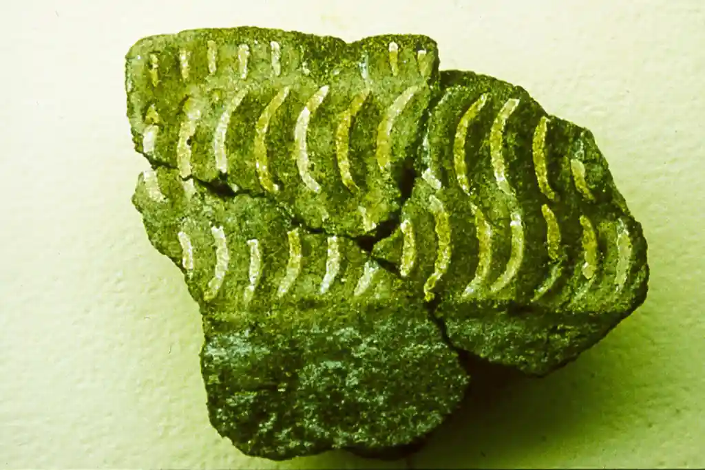 Small numbers of Marianas Redware exhibit intricate, lime-filled impressions. These designs are similar to those of an early pottery type from Melanesia and Polynesia, called Lapita.