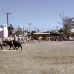 Karabao Softball in Inalåhan, 1960s