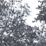 Trees Full of Fanihi