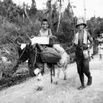 Survivors steamed from the hills after the recapture of the island. MicSem collection