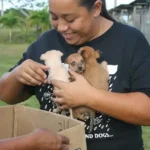 A Handful