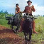 Karabao photo courtesy of Bert Unpingco's Pictorial.