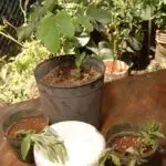 A Suruhana's Amot or Medicinal Plants