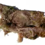 Blue-Green Algae