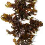 Brown Algae