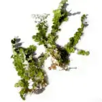 Green Algae