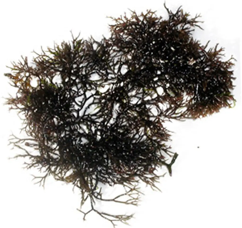 Gracilaria - Guampedia