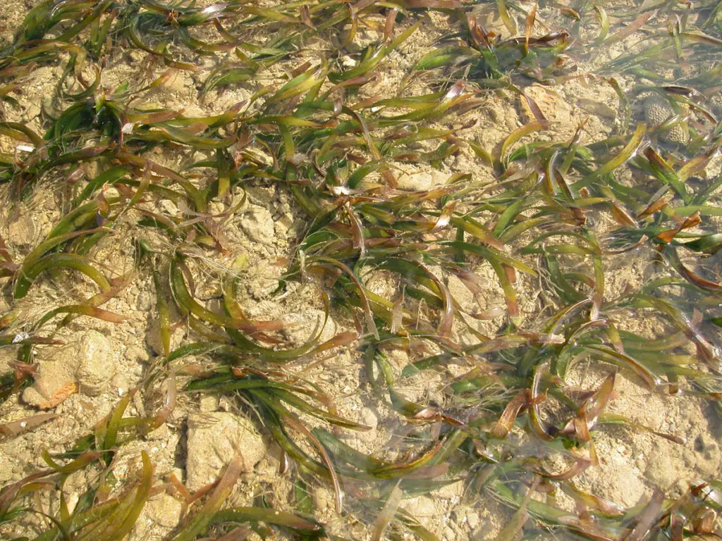 Enhalus acoroides, the scientific name for Tape seagrass, shown here on the shallow reef flat at Ipan in Talofofo, Guam.