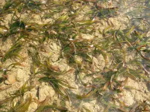 Enhalus acoroides, the scientific name for Tape seagrass, shown here on the shallow reef flat at Ipan in Talofofo, Guam.