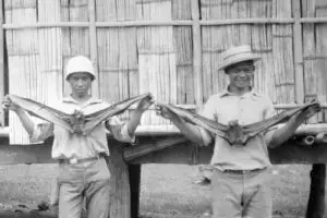 “Fanihi” - Fruit bat or flying fox, 1934. Guam Museum's Ekelund Collection.