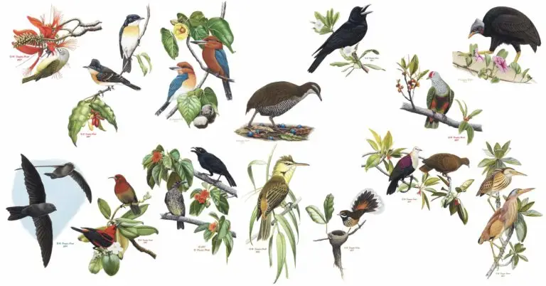 Birds Header