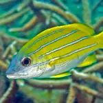 Bluelined Snapper