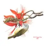 Nosa' (Bridled White-eye)