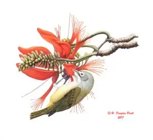 Nosa' (Bridled White-eye)