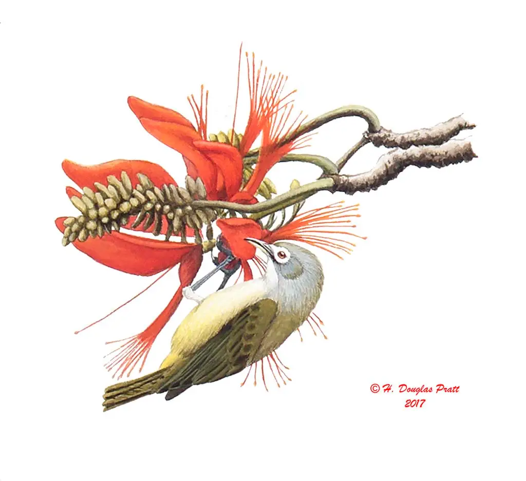 Nosa' (Bridled White-eye) - Guampedia