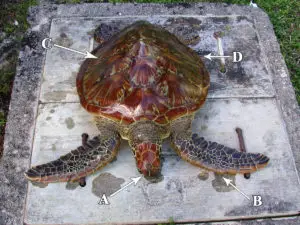 Characteristics of the Green Sea Turtle are (A) prefrontal scales, (B) single claw on front flippers, (C) fused shell plates, and (D) rounded edges on the carapace. Shawn Wusstig, DAWR.