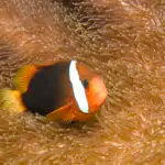 Dusky Anemonefish