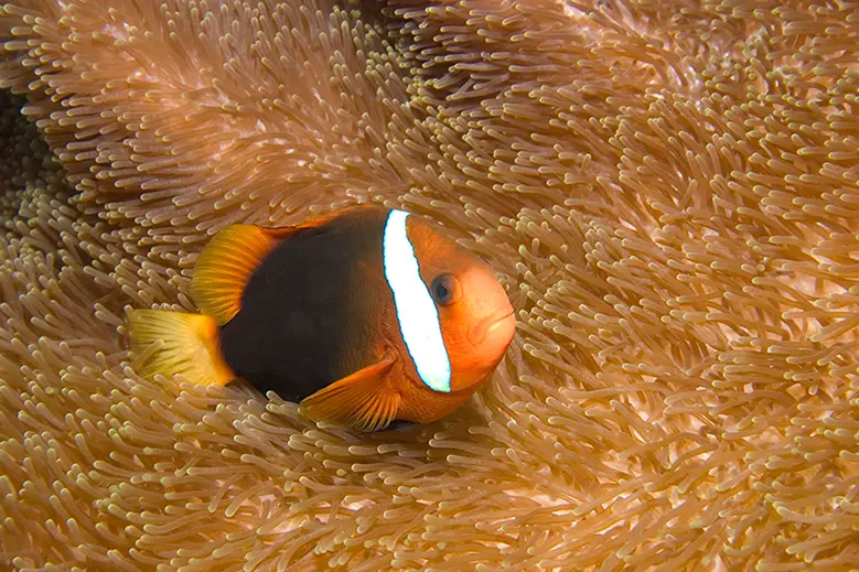 Dusky anemonefish, scientific name is Amphiprion melanopus. Department of Agriculture