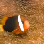 Dusky anemonefish