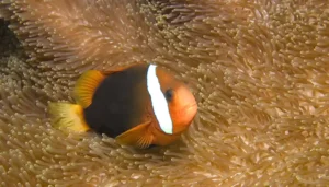 Dusky anemonefish