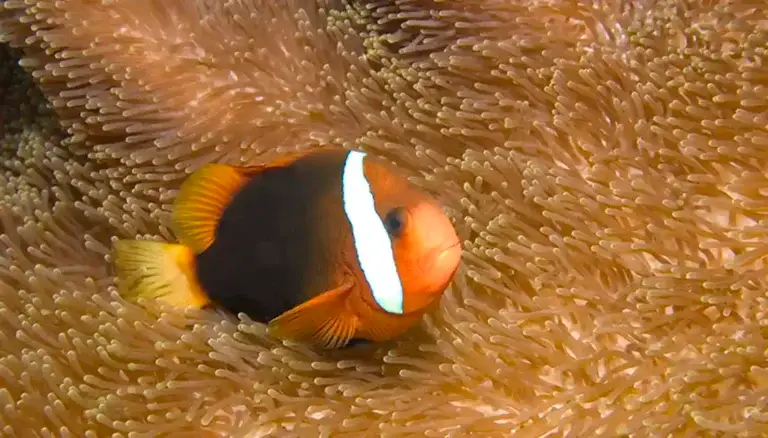 Dusky anemonefish