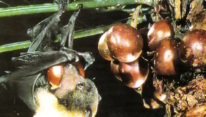 Fanihi by Dr. Merlin Tuttle.