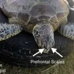 Haggan: Green Sea Turtle Figure 1