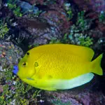 Flagfin Angelfish