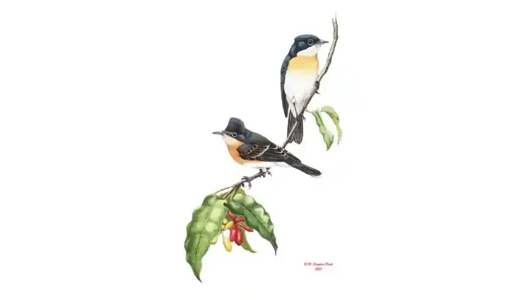 Flycatcher Featured Image