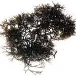 Gracilaria Featured Image