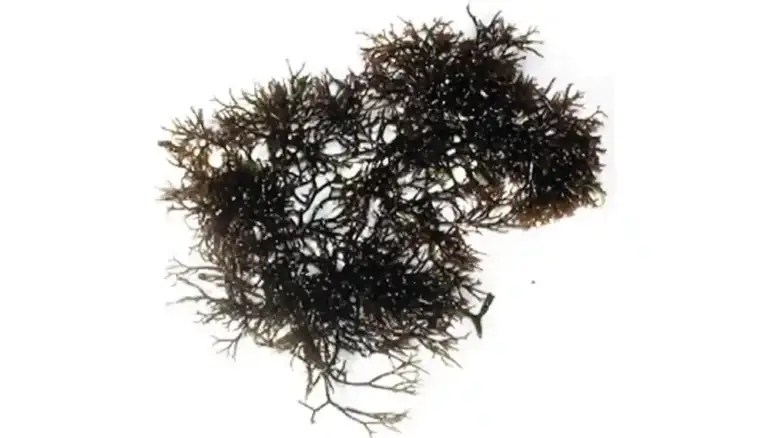 Gracilaria Featured Image