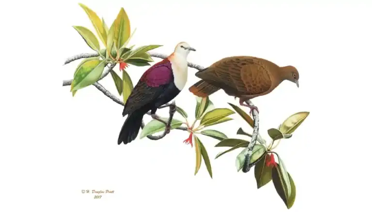White-throated Ground Dove