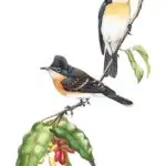 CHuguangguang (Guam Flycatcher)