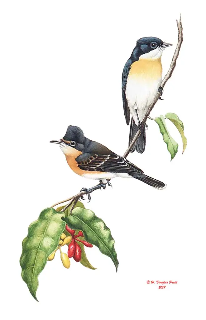 CHuguangguang (Guam Flycatcher) - Guampedia