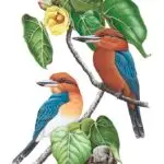 Sihek (Micronesian Kingfisher)