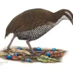 Ko’ko’ (Guam Rail)