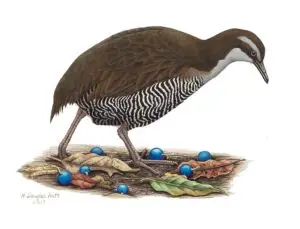 Ko’ko’ (Guam Rail)