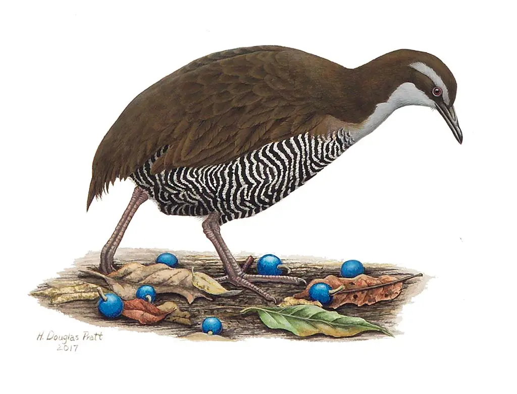 Ko’ko’ (Guam Rail) - Guampedia