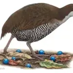 Guam Rail, Ko'ko', by H. Douglas Pratt.