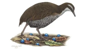 Guam Rail, Ko'ko', by H. Douglas Pratt.