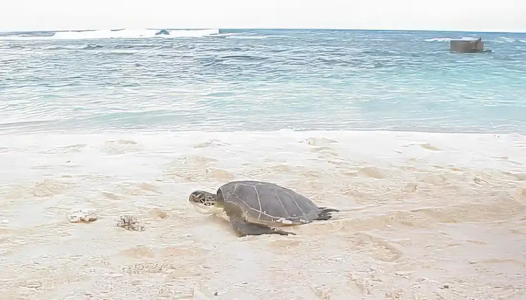 Haggan or Haggan Bedi is the Chamorro name for the Green Sea Turtle. It's scientific name is Chelonia Mydas. Shawn Wusstig, DAWR