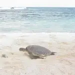 Haggan or Haggan Bedi is the Chamorro name for the Green Sea Turtle. It's scientific name is Chelonia Mydas. Shawn Wusstig, DAWR